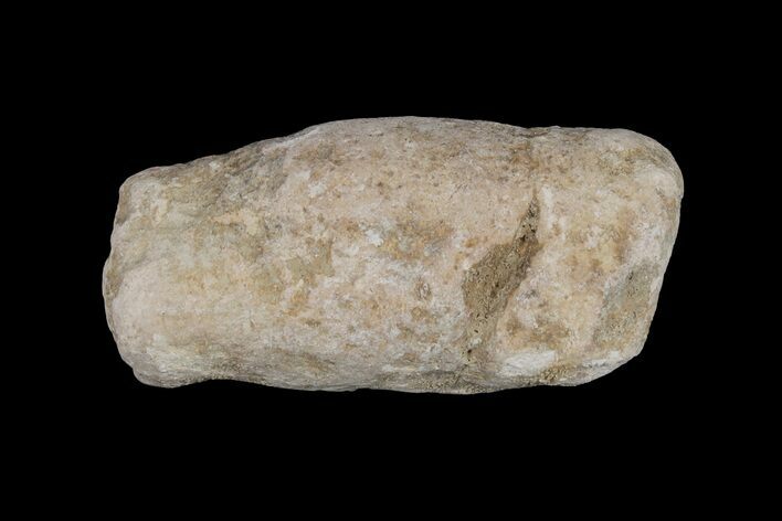 Cretaceous Fish Coprolite (Fossil Poop) - Kansas #216464